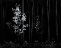 This gelatin silver print "Aspens, Northern New Mexico," 1958, by Ansel Adams (Californian, 1902-1984) solidly surpassed its high estimate selling for $35,550.