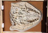 LOT 2: Massive Mosasaurus Prognathodon Fossilized Skull