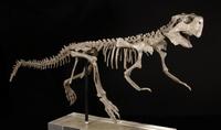 A Dinosaur Skeleton of Psittacosaurus