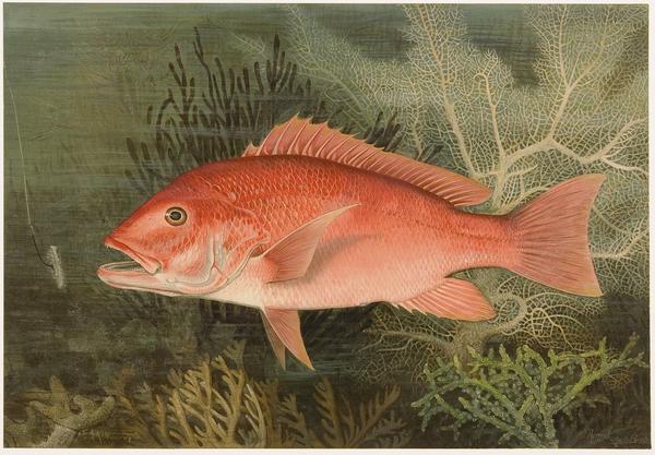 Samuel Kilbourne, 1836 - 1881 George Brown Goode, 1851 - 1896 Charles Scribner's Sons Red Snapper from "Game Fishes of the United States" (New York: Charles Scribner's Sons, 1879), 1879-1880 Chromolithograph 14 × 20 in.  Crystal Bridges Museum of American Art Library, Bentonville, Arkansas.  Photography by Heugh-Edmondson Conservation Services, LLC.  