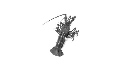 Iron model of a spiny lobster, made by an unknown artisan.  Estimated at £30,000-40,000.