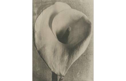 TINA MODOTTI, CALLA LILY AP, 1924-26, PLATINUM PRINT 10 X 8 