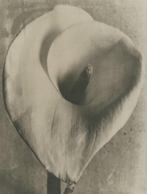 TINA MODOTTI, CALLA LILY AP, 1924-26, PLATINUM PRINT 10 X 8 