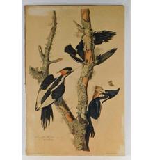 Two original hand-colored etchings by John James Audubon (Haitian-American, 1785-1851) were offered, including this one titled Ivory-Billed Woodpeckers ($46,250).  