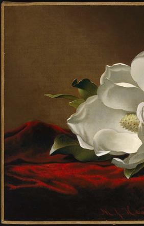 Magnolia Grandiflora about 1885–95 Martin Johnson Heade (American, 1819–1904)