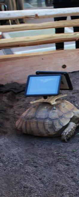 Tortoises with iPads in the installation “Moving Ghost Town” by Cai Guo-Qiang at the Aspen Art Museum.