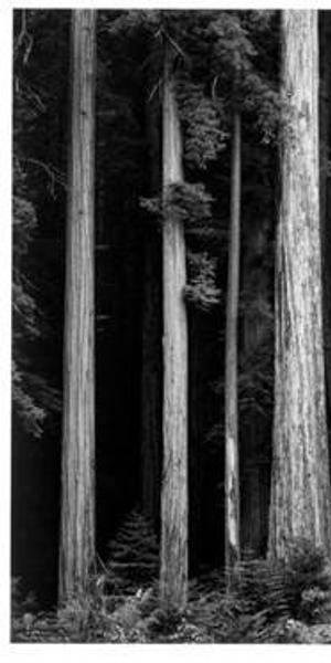 Ansel Adams (American, 1902−1984), Redwoods, Bull Creek Flat, Northern California, ca.  1960, printed 1980, Gelatin silver print, Chrysler Museum of Art, Gift of Dr.  and Mrs.  T.  Lane Stokes, 83.633.7 ©2018 The Ansel Adams Publishing Rights Trust Collection Center for Creative Photography, University of Arizona