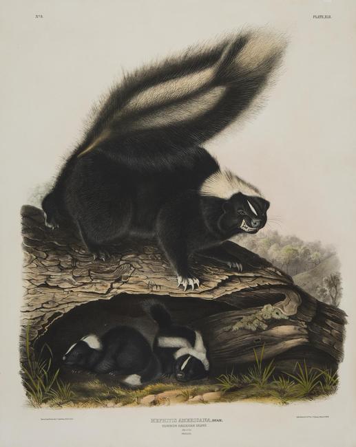 John James Audubon, Common American Skunk , from The Viviparous Quadrupeds of North America , 1845 - 1848, handcolored lithograph on paper, sheet: 28 x 22 inches, Collection of Bill Steiner