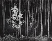 Ansel Adams (1902-1984) Aspens, Northern New Mexico, 1958 Gelatin silver print, printed between 1973 and 1977, signed in pencil on the mount; title, date in ink and his Carmel credit stamp on the mount verso.  15 x 19 1/8in Est $20,000-30,000