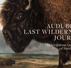 Audubon’s Last Wilderness Journey: The Viviparous Quadrupeds of North America 