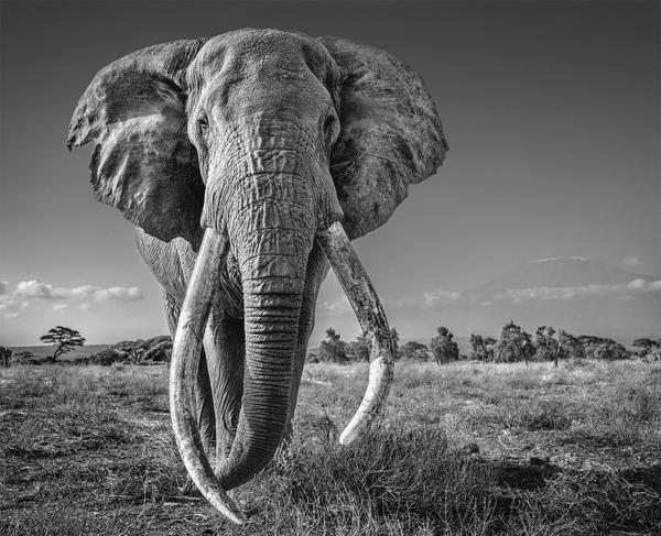 David Yarrow, Space for Giants