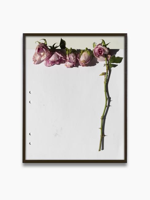 Res.  Erik’s Roses, 2020 Archival Pigment Print, 12 1/2 × 10 in (31.8 × 25.4 cm).  Edition of 3 + 2 AP.  Courtesy of the artist and Zeit Contemporary Art, New York