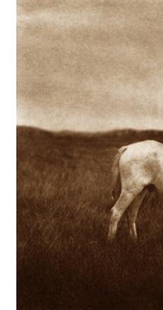 Edward S.  Curtis, An Oasis in the Badlands, 1905