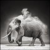 Elephant with Exploding Dust, Amboseli, 2004.  Archival Pigment Ink Photograph on Paper.  27 x 27 inches.  Promised Gift of Lynn and Foster Friess, National Museum of Wildlife Art.  Photo credit: © Nick Brandt.