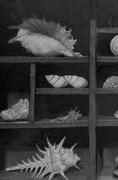 Shells, Cabinet of Curiosities, Pen and Ink by Robert Buratti