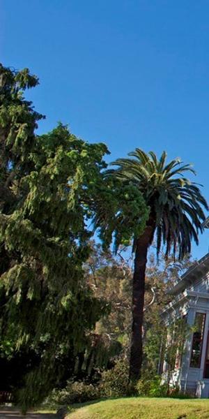 John Muir National Historic Site in Martinez, California.  Muir wrote: "Any fool can destroy trees.  Through all the wonderful, eventful centuries ...  God has cared for these trees...but he cannot save them from fools -- only Uncle Sam can do that." - Our National Parks (1901) chapter 10.