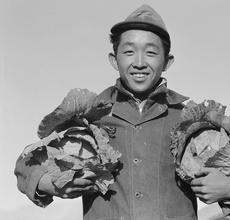 ANSEL ADAMS, Richard Kobayashi, farmer with cabbages Manzanar Relocation Center, 19.  Courtesy of Library of Congress