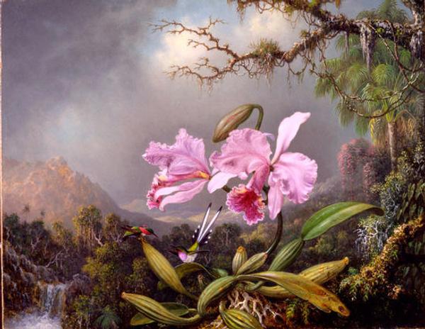 Martin Johnson Heade ( 1819–1904) Study of an Orchid, 1872.  Oil on canvas.  New-York Historical Society, The Robert L.  Stuart Collection, S-112.