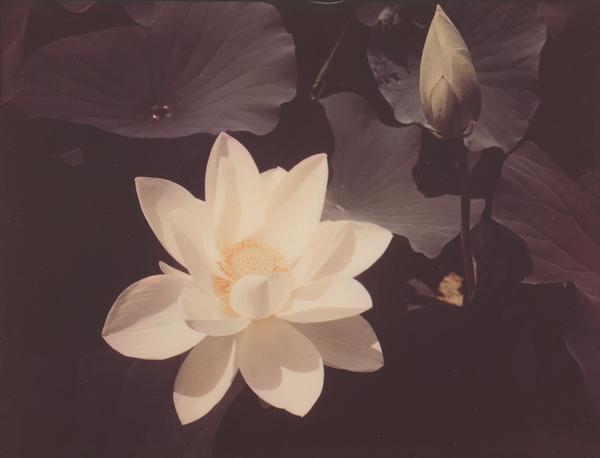 Edward Steichen, White Lotus, dye transfer print, 1939, printed 1940.  Estimate $50,000 to $70,000.