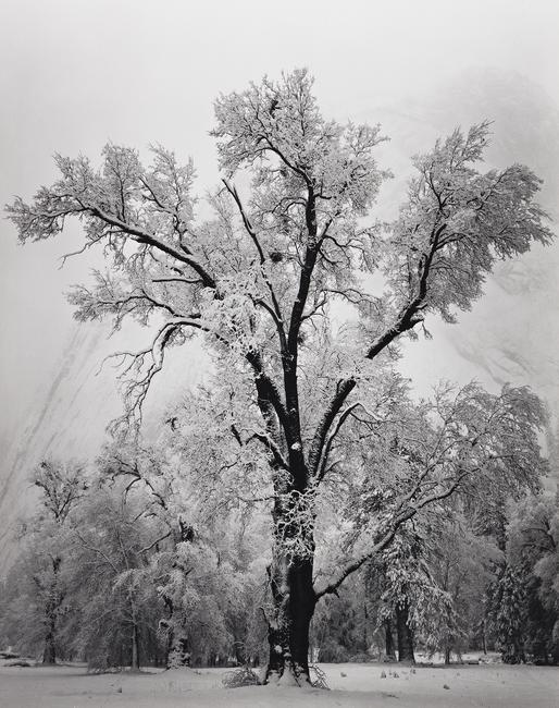 Ansel Adams, Oaktree, Snowstorm, Yosemite Valley, silver print, 1948.  Estimate $20,000 to $30,000.  