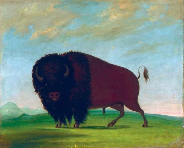 George Catlin, Buffalo Bull, Grazing on the Prairie, 1832-1833, oil on canvas, Smithsonian American Art Museum, Gift of Mrs.  Joseph Harrison, Jr.