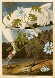 Penelope Gottlieb Montanoa hibiscifolia, 2011, Acrylic and ink over Audubon print 37 x 25 in.