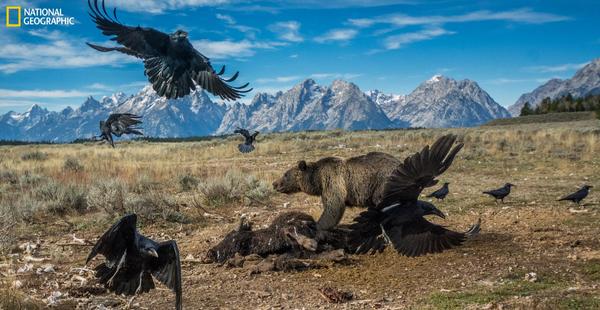 CHARLIE HAMILTON JAMES Bear and Ravens on Carcass Grand Teton National Park, Wyoming, U.S.A., 2014 The carcass dump at Grand Teton National Park was set up as a safe place away from tourists to discard the bodies of animals that are killed on roads.  A dump might be an unsightly place for most, but it provided photographer Charlie Hamilton James the perfect place to capture an image of bears or wolves with the Teton mountain range in the background.