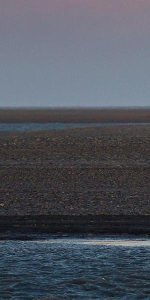 Polar bear, Barter Islands, Alaska, with no ice or snow at a time of year when there should be.