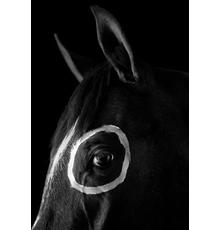 FLOR GARDUNO, Caballo con circulo, USA, 1993, gelatin silver print 