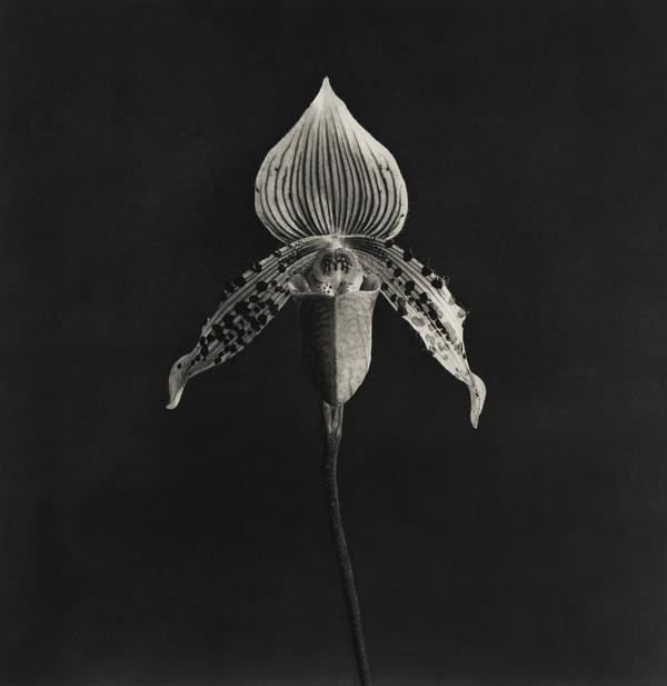 Robert Mapplethorpe.  Orchid, 1986-1987.  Image courtesy of Zeit Contemporary Art, New York