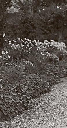 Monet photographed in his garden's main alley