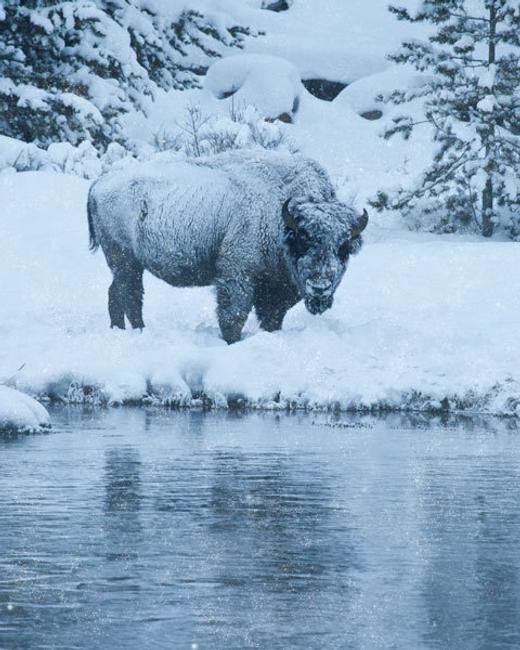 Copyright Anna Paola Pizzocaro, The White Bison in the Morning Silence 