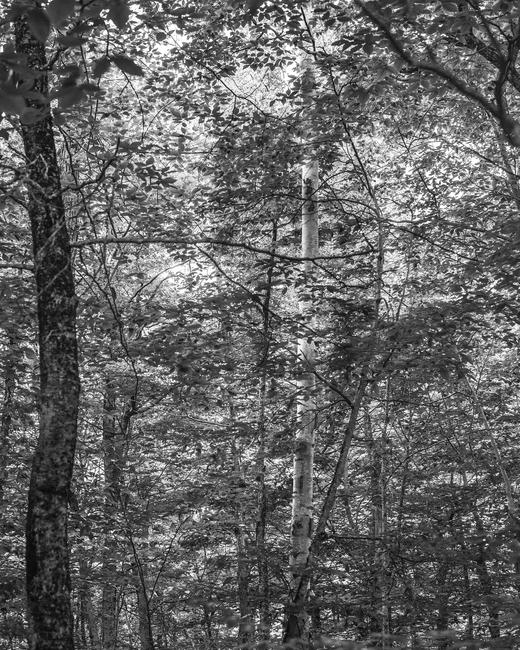 Bryson Rand.  Untitled/Trees and Light (Skowhegan), 2019.  Archival Injet print 40 x 32 in.  (101.6 × 81.3 cm.) Edition of 3 + 2AP.  Image courtesy of the artist and Zeit Contemporary Art, New York