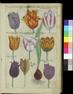  Emanuel Sweert Florilegium amplissimum et selectissimum, 1612.  Tulips, Plate 10 Collection of The Garden Club of America