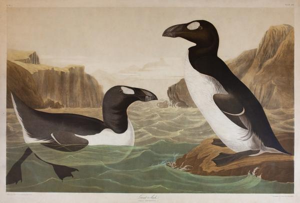 Great Auk, The Birds of America, John James Audubon, Bien edition, New York 1858-1860, lithograph.  Santa Barbara Museum of Natural History.