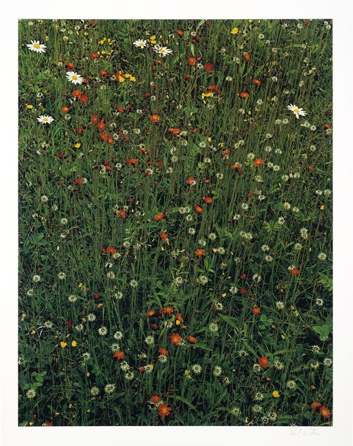 Elliot Porter, Hawkweed in Meadow, Great Spruce Head Island, Maine, 1968, 16 x 12-3/8 in., 2017.18.3