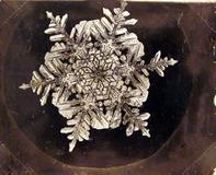 Carl Hammer Gallery is exhibiting 19th-century snowflake images by pioneering photographer Wilson A.  Bentley ($4,800 each) at The American Antiques Show.