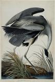 John James Audubon, Plate #211 CCXI, Great Blue Heron, Ardea Herodias, Printed by Robert Havell, London, 1834, Handcolored copper plate engraving, Collection of the John James Audubon Museum, Henderson, Kentucky.  