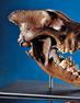 LaBrea Tar Pits Dire Wolf skull sold for $31,070 at Heritage Auction Galleries' June 6 sale in Beverly Hills.