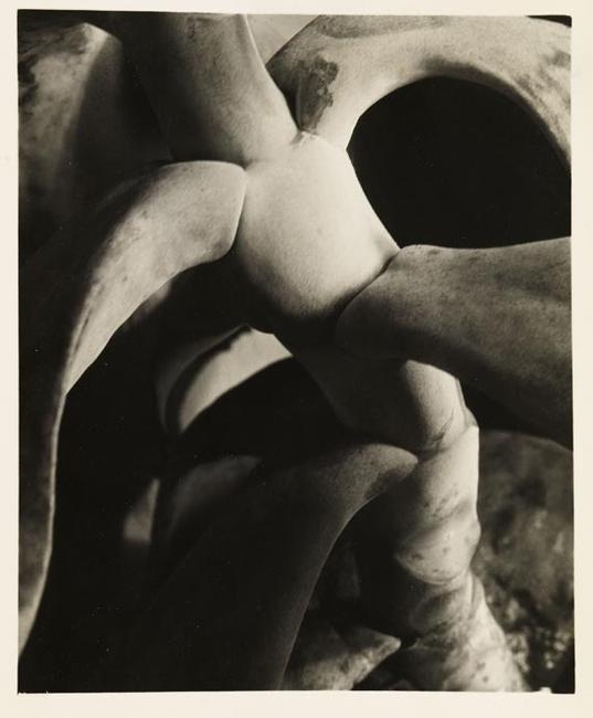 Imogen Cunningham, Cotyledon.  Early 1920s.  Gelatin silver print 8.5 x 6.9 in (21,6 x 17,6 cm) Estimate: € 40.000-60.000 $ 55.000-83.000