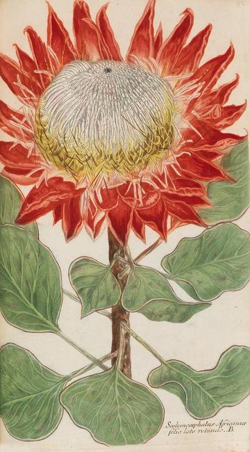 A lavishly made Baroque book with 1000 color-engraved plates of plants and flowers by Johann Wilhelm Weinmann lead the auction with a result of € 56.400* (reserve price € 45.000).  