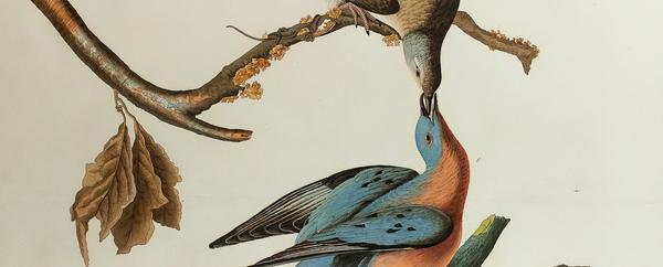 DETAIL: John James Audubon,Passenger Pigeons, 1836.