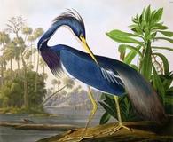 John James Audubon's Louisiana Heron