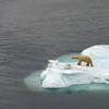 Iain Brownlie Roy.  Polar Bear, Walrus Bay, Ittoqqortoormiit (formerly Scoresbysund), East Greenland, 2007.  Courtesy of the artist