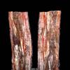 This beautifully preserved, silicified coniferous log was cut and polished into a vertical cross-section pair.  Discovered in northwestern China, the pair of log sections stands an impressive 9 ft.  3 in.  tall.  Each section weighs in at approximately 4,000 lbs.  Sold for $109,800 inclusive of Buyer's Premium.