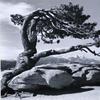 Ansel Adams’ “Jeffrey Pine, Sentinel Dome, Yosemite” could bring $2/3,000 at Bonhams & Butterfields on Sept 19th.