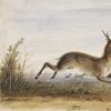 Antelope.  Alfred J.  Miller, American, 1810 - 1874.  Watercolor, ink, touches of gouache, and pencil on cream, wove paper, 6 7/8 x 10 5/8 inches (17.5 x 27 cm) Framed: 12 x 15 inches (30.5 x 38.1 cm).  Nelson-Atkins Museum of Art, Kansas City, Missouri