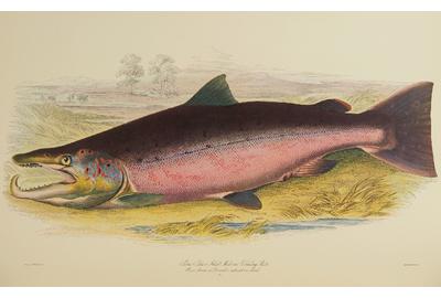 Sir William Jardine, Baronet, British Salmonidae.  London.  Est.  $150-250