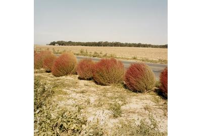 Joanne Mulberg, North Fork, Long Island, 1990, chromogenic color print.  Gift of the artist.