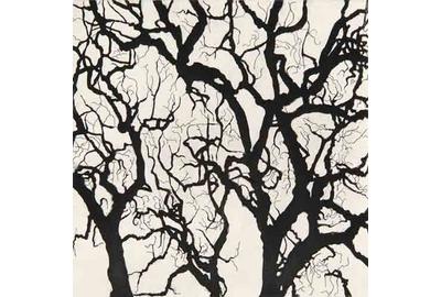 Nate Cassie, Sheet from Suite of Trees, 2011.  Aquatint.  Collection of the McNay Art Museum, Gift of Sarah Harte and John Gutzler and Brad Parman and Tim Seeliger.